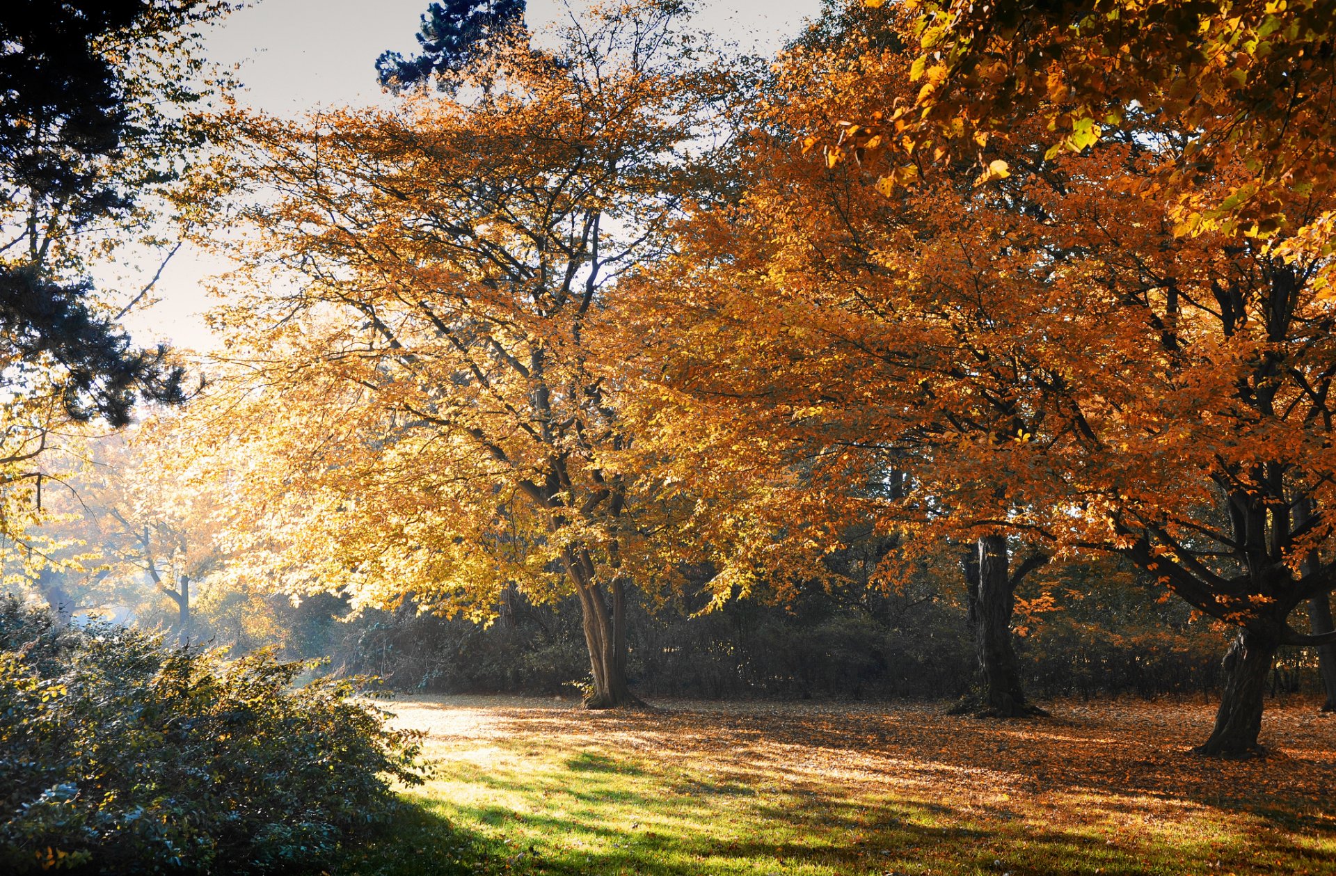 jesień park drzewa liście żółte