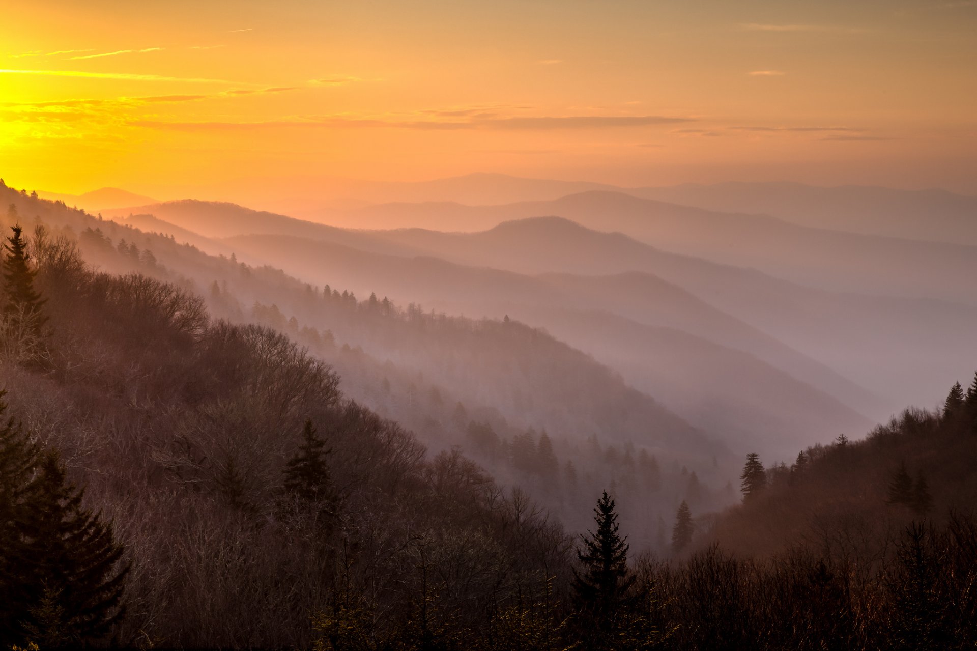 morgen berge nebel wald