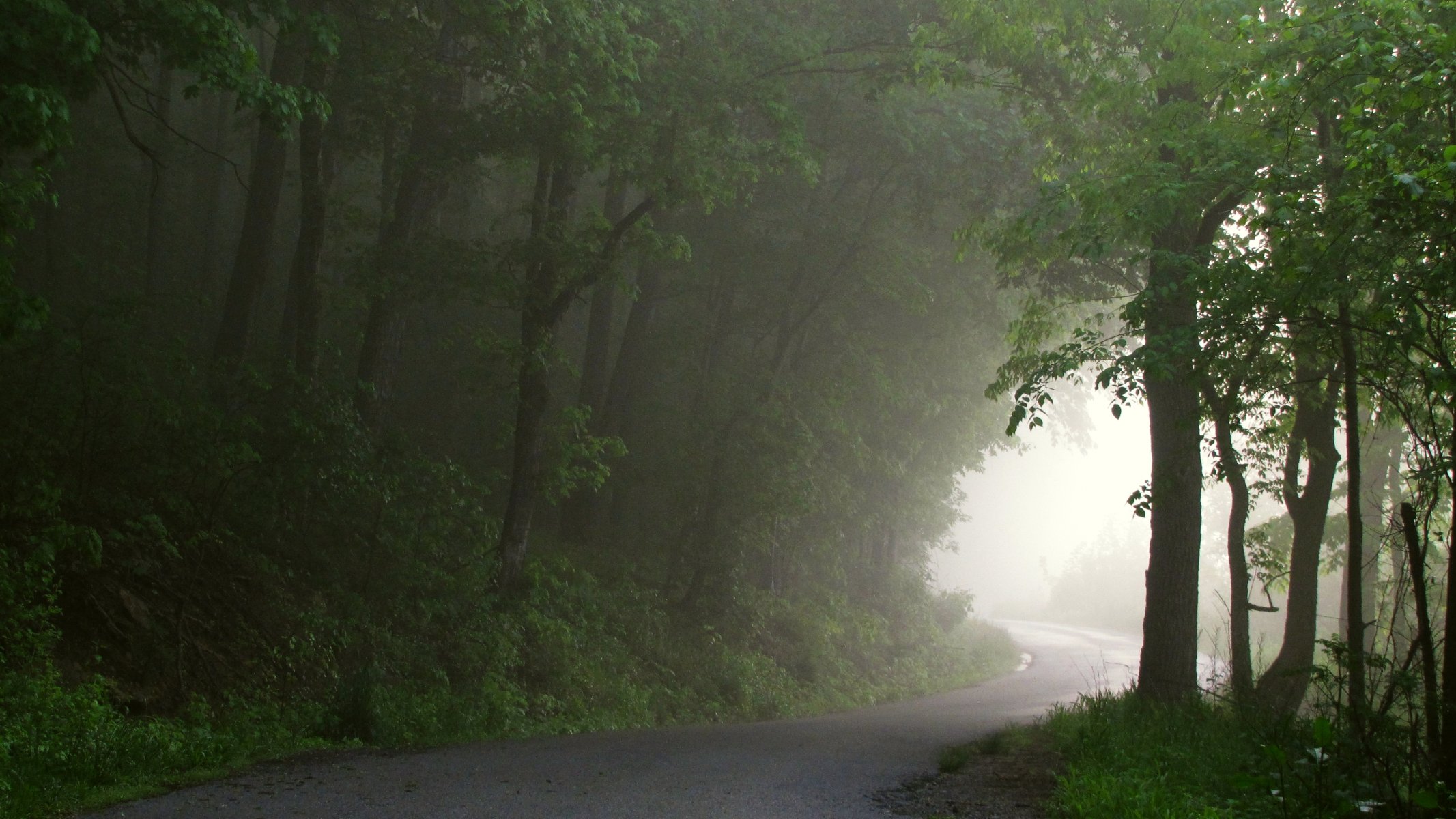 forêt brouillard route chemin de la lumière