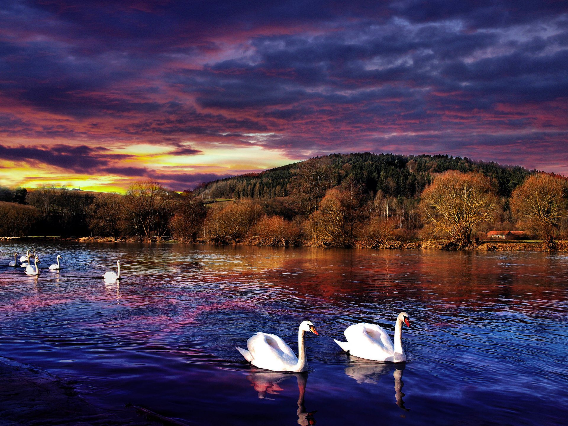 paesaggio tramonto fiume riflessione cigni bianco alberi casa