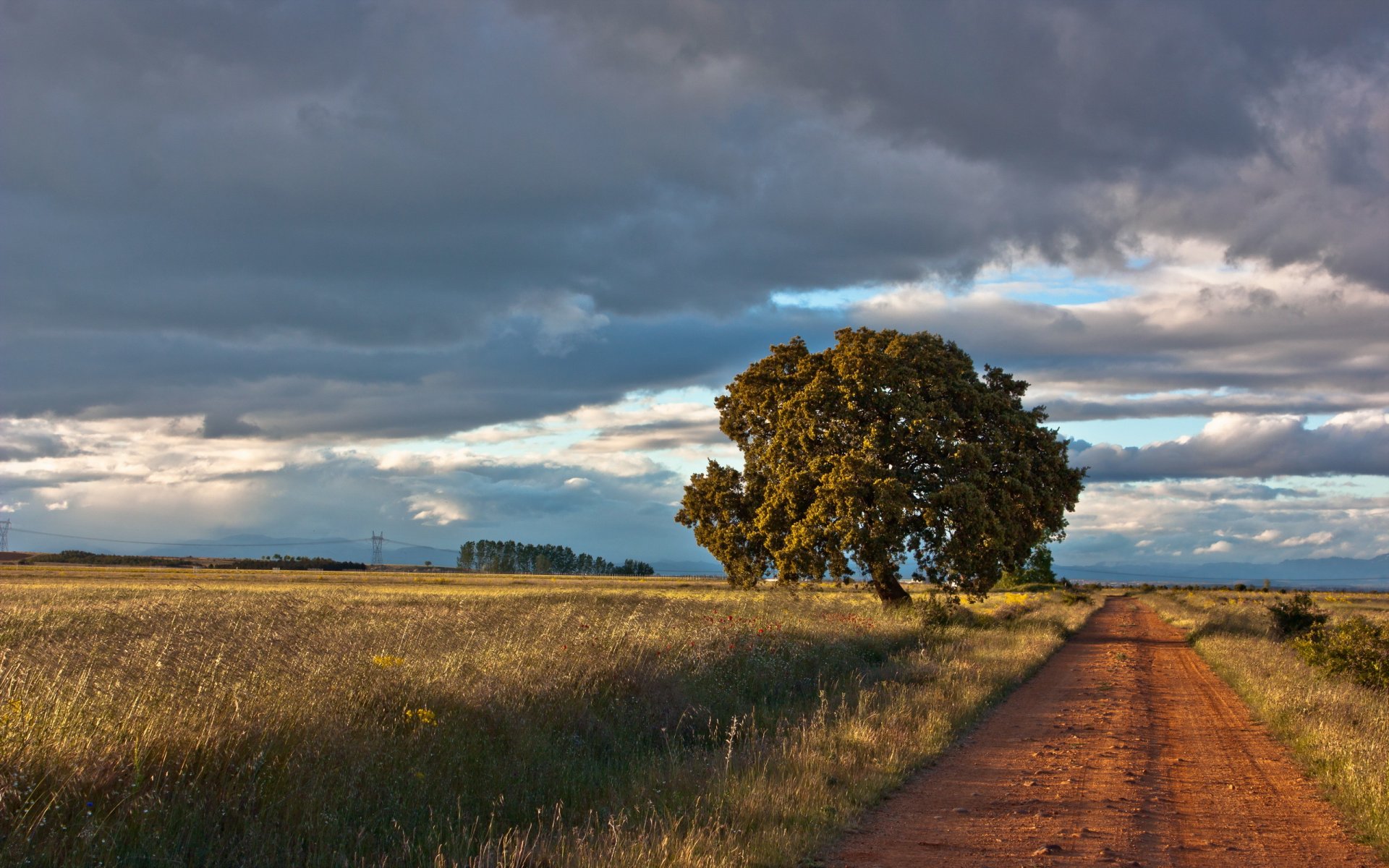 camino árbol paisaje