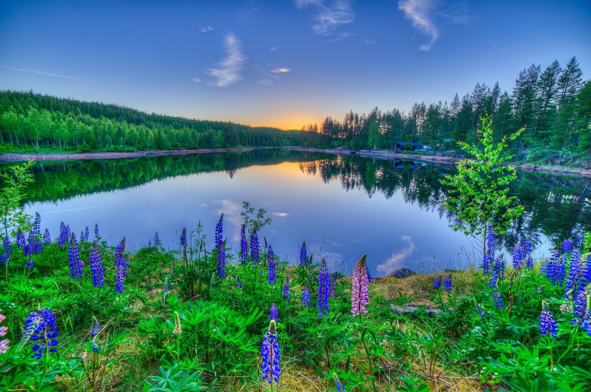 lago puesta de sol reflexión flores altramuces