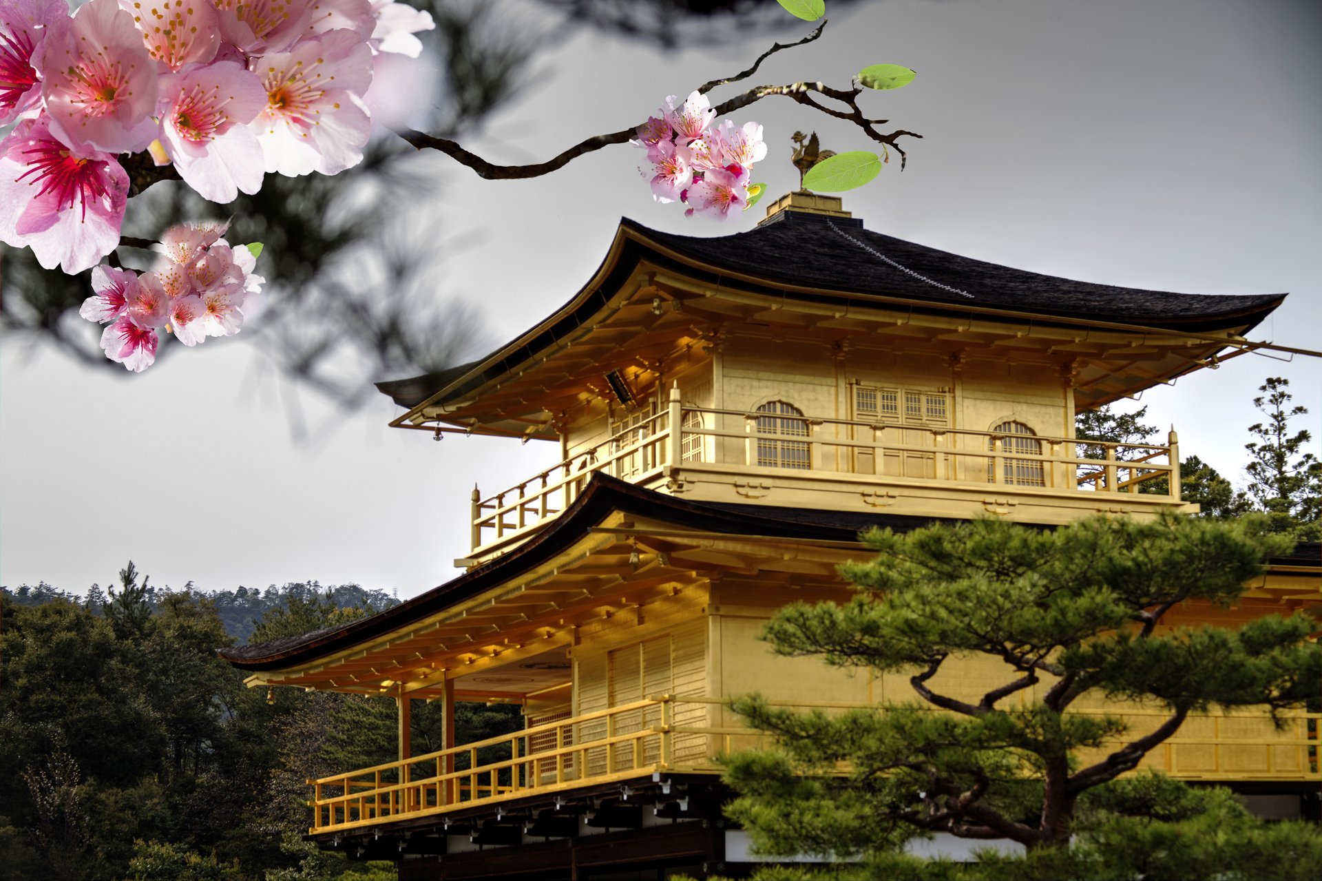 japón sakura cereza flores rosa rama floración techo árbol