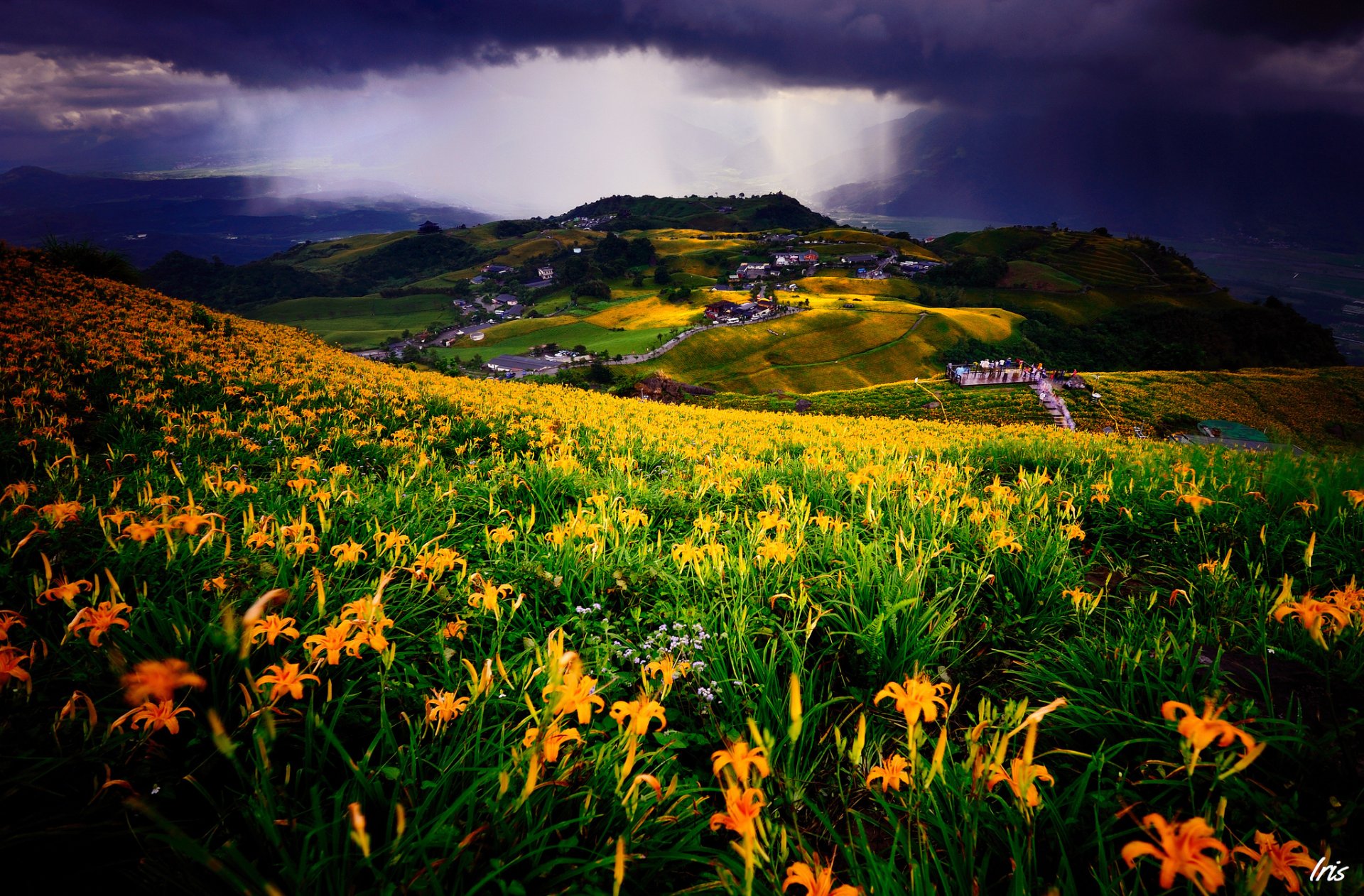 vista prado campo flores lirios paisaje asentamiento casas edificios nubes