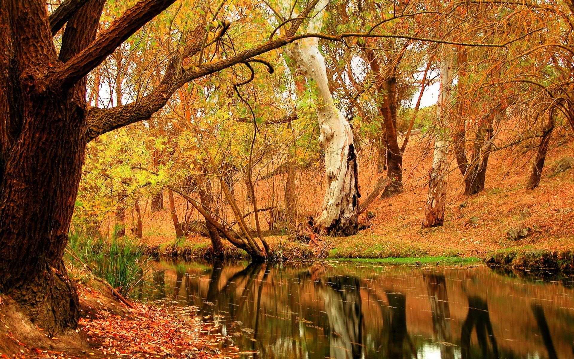 forest autumn river foliage tree nature