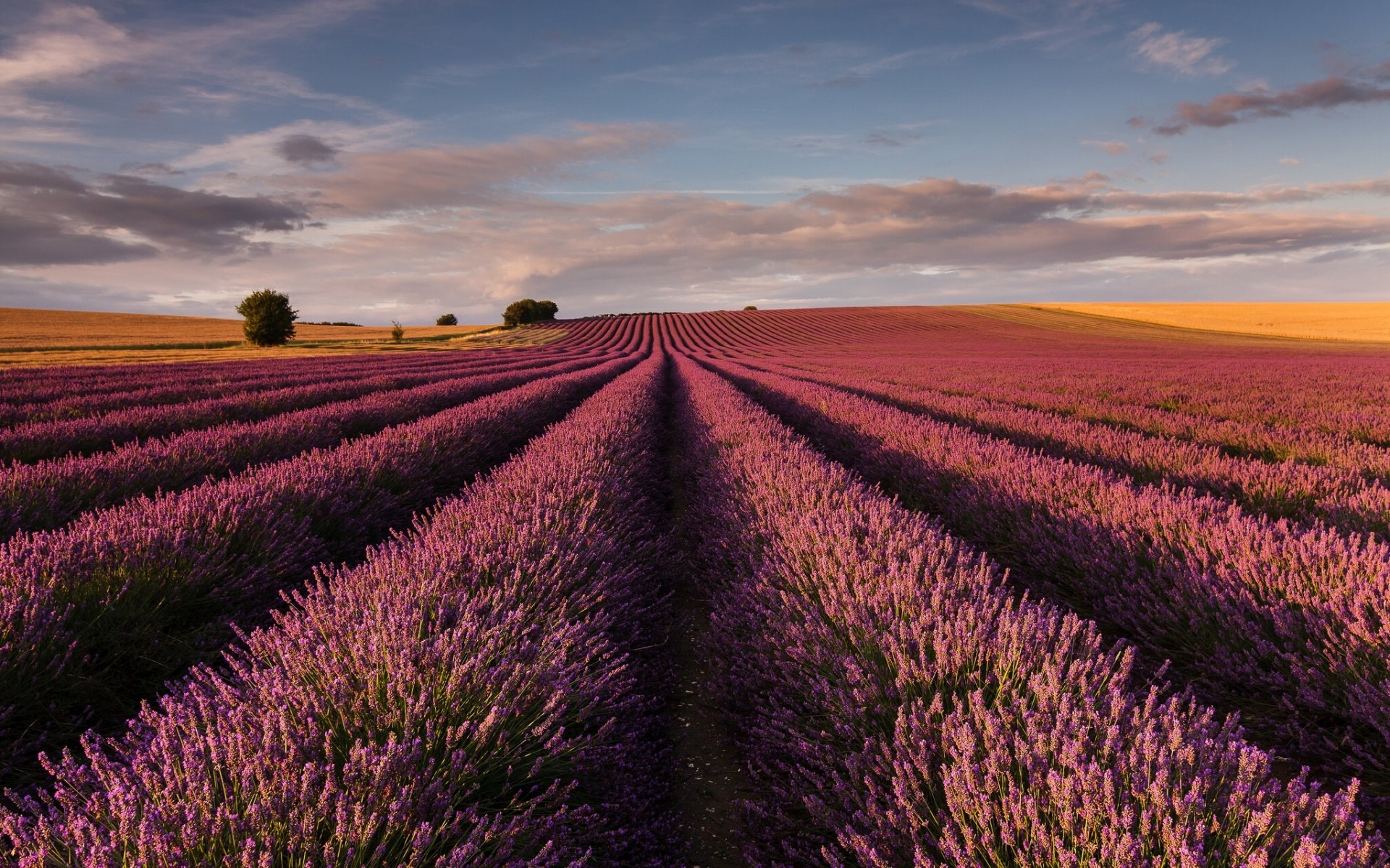 england lavendel feld