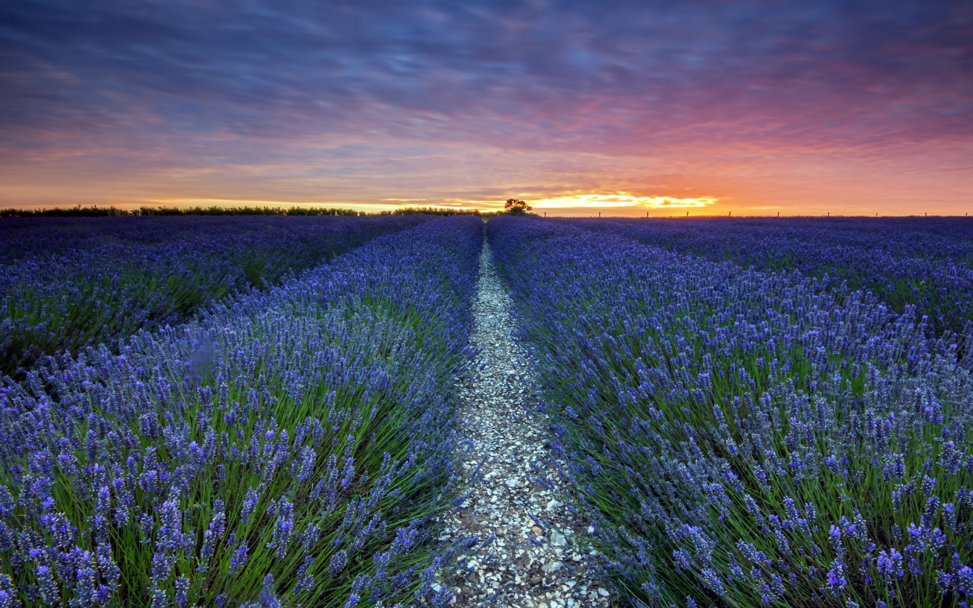 champ lavande coucher de soleil paysage