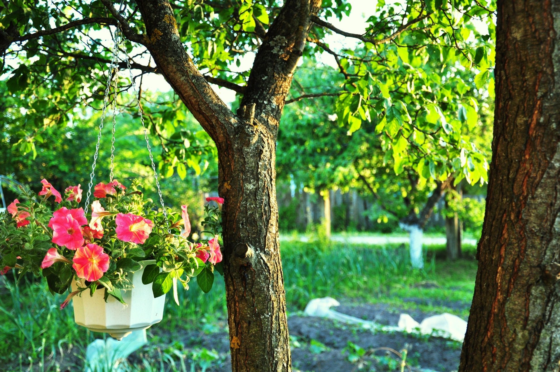 baum bäume blumentopf grüns helle farben blumen kette stamm zweige zweige blätter laub viper