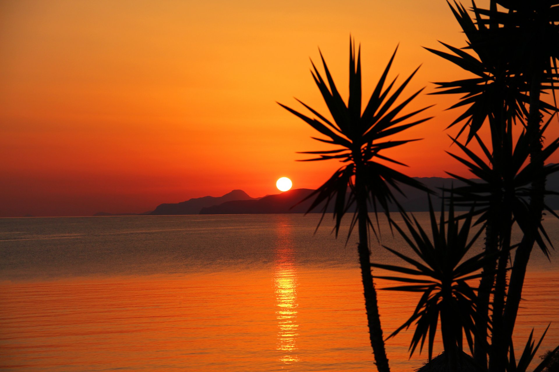 palme montagne mare tramonto