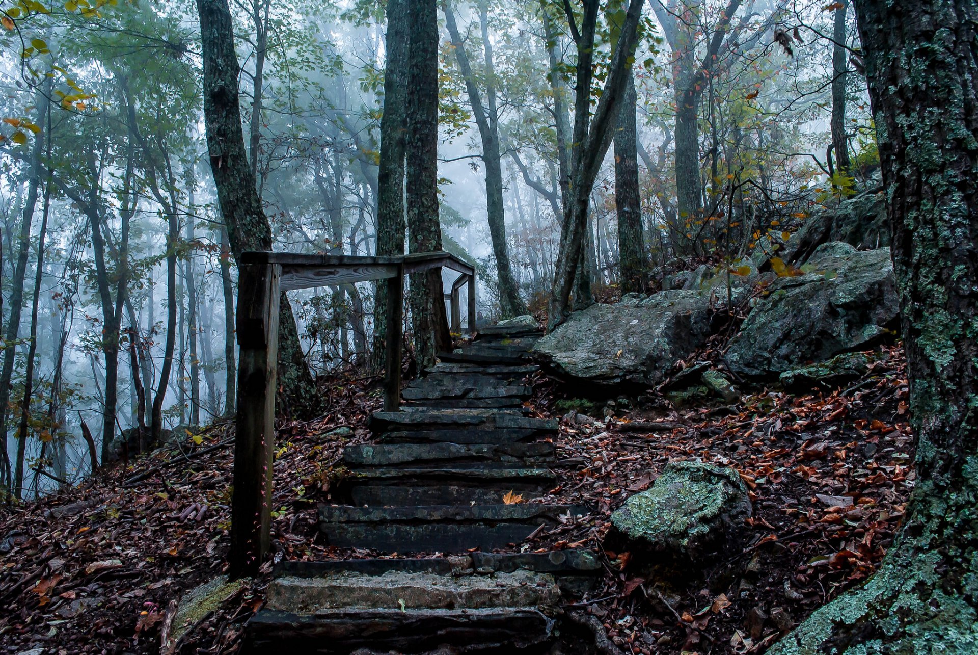 foresta autunno nebbia pietre scala