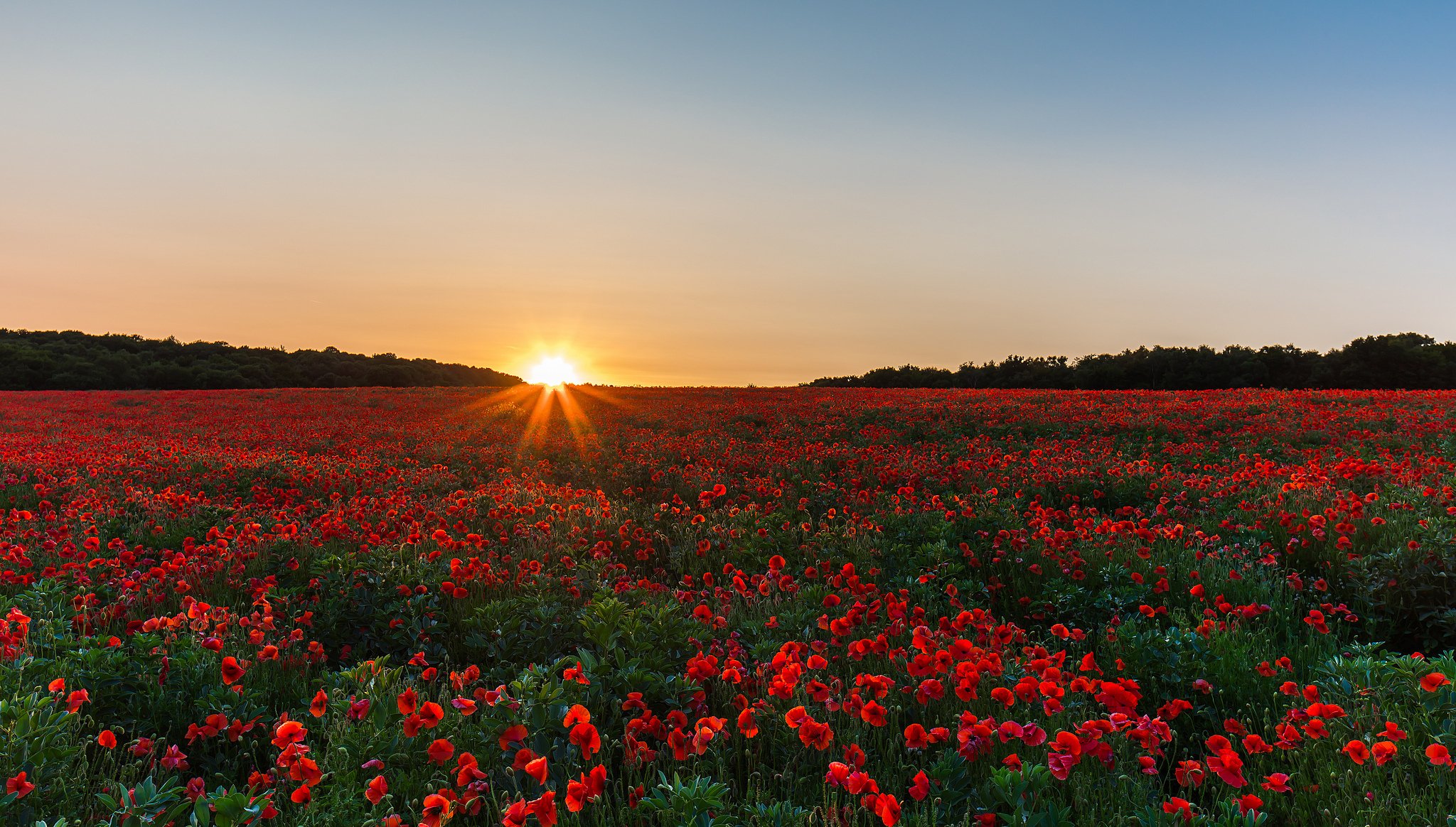 feld mohnblumen sonnenaufgang