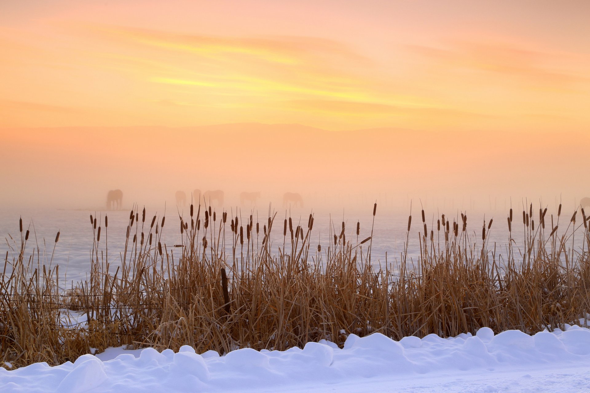 valle di heber utah u. s. a. inverno mattina