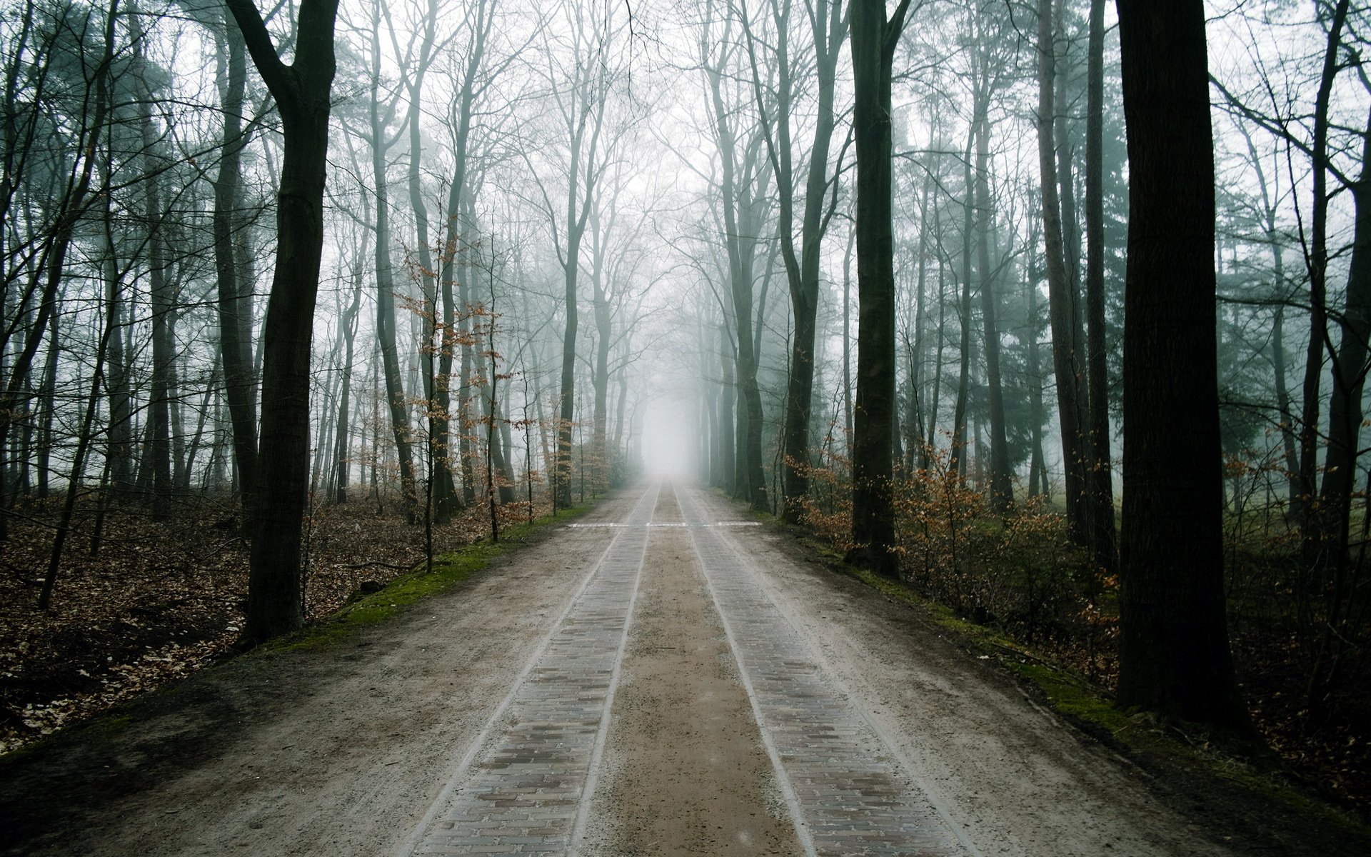 forest road fog landscape