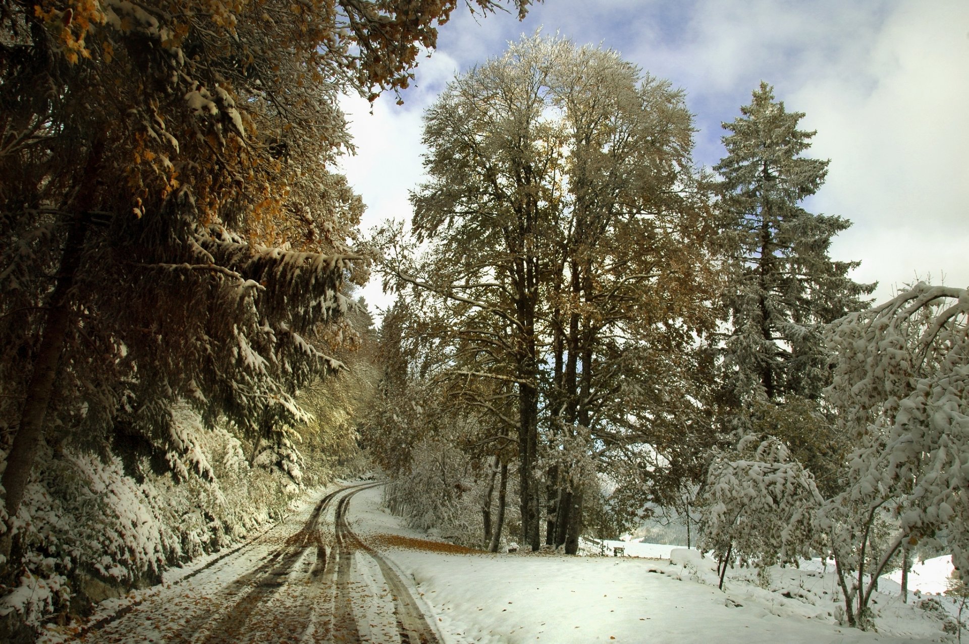 road tree snow winter