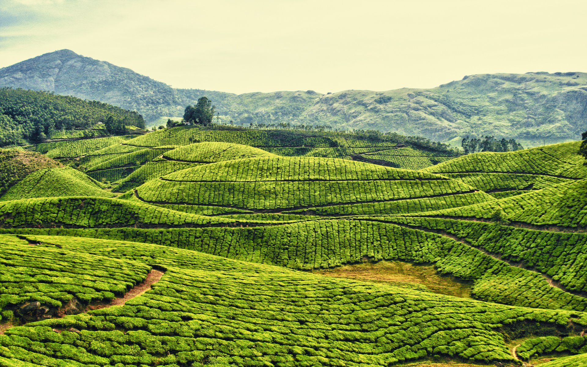 campo té plantación montañas colinas cielo