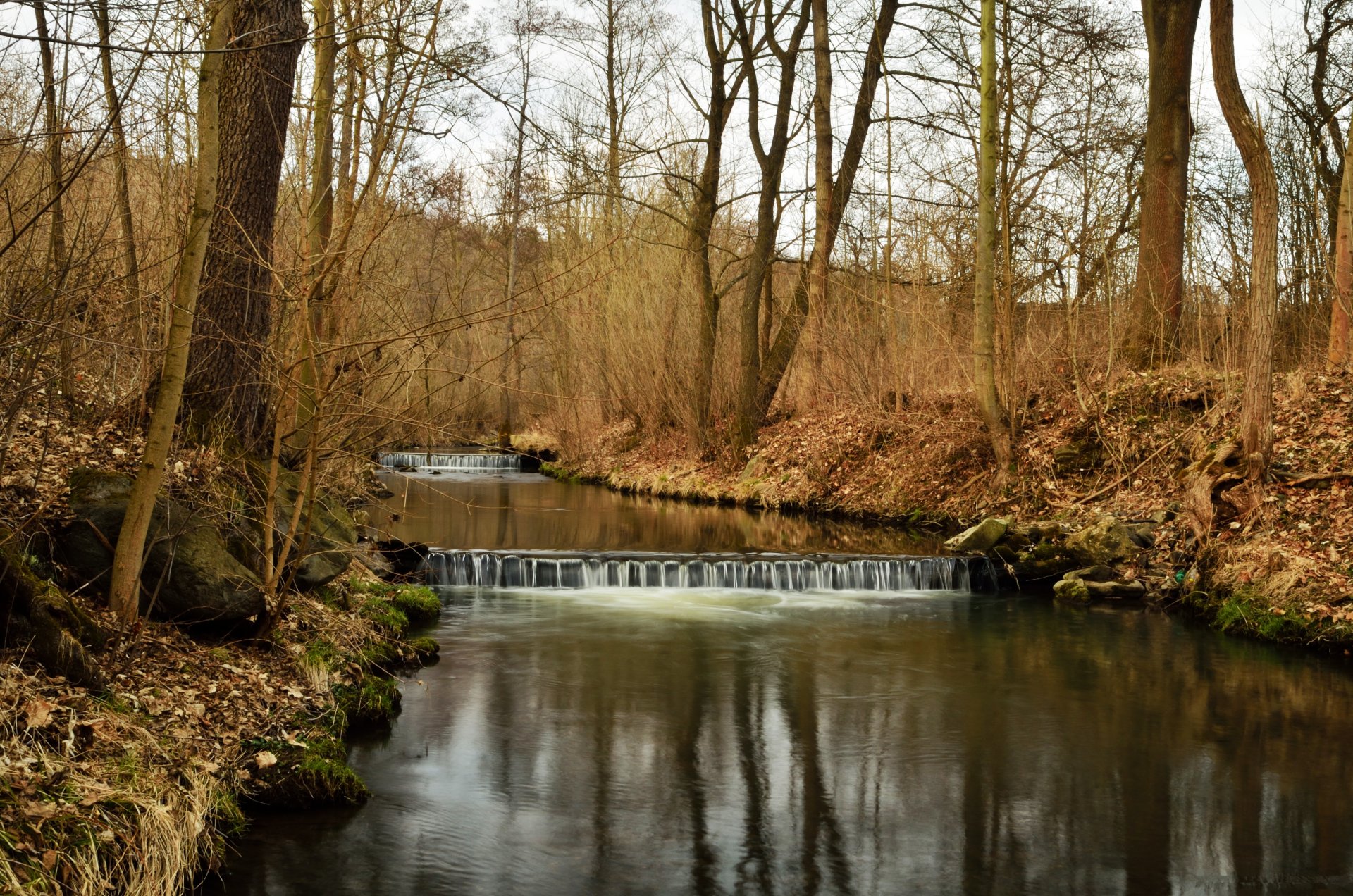 früh frühling fluss überrollen wald bäume