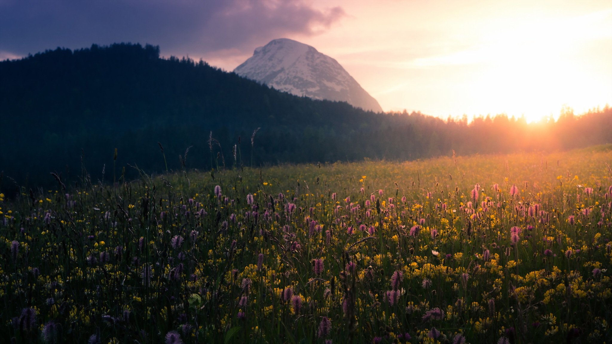 morning the field landscape