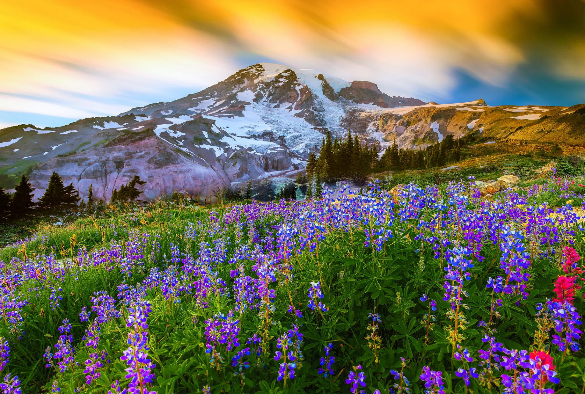 mount rainier usa waszyngton góra wulkan szczyt kwiaty łubin trawa natura