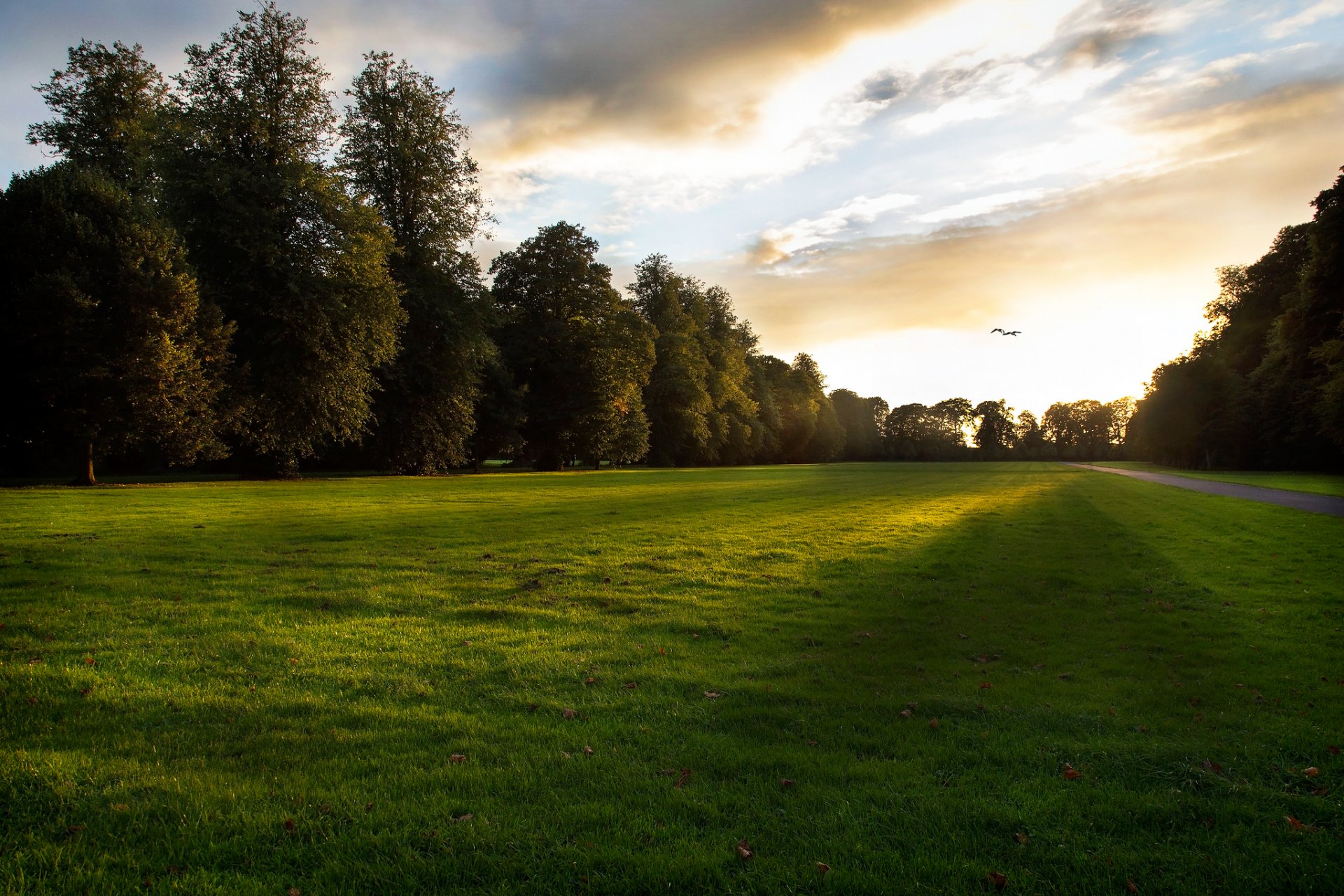 turf grass night sunset the end of the day sun rays light leaves tree landing path track birds sky clouds