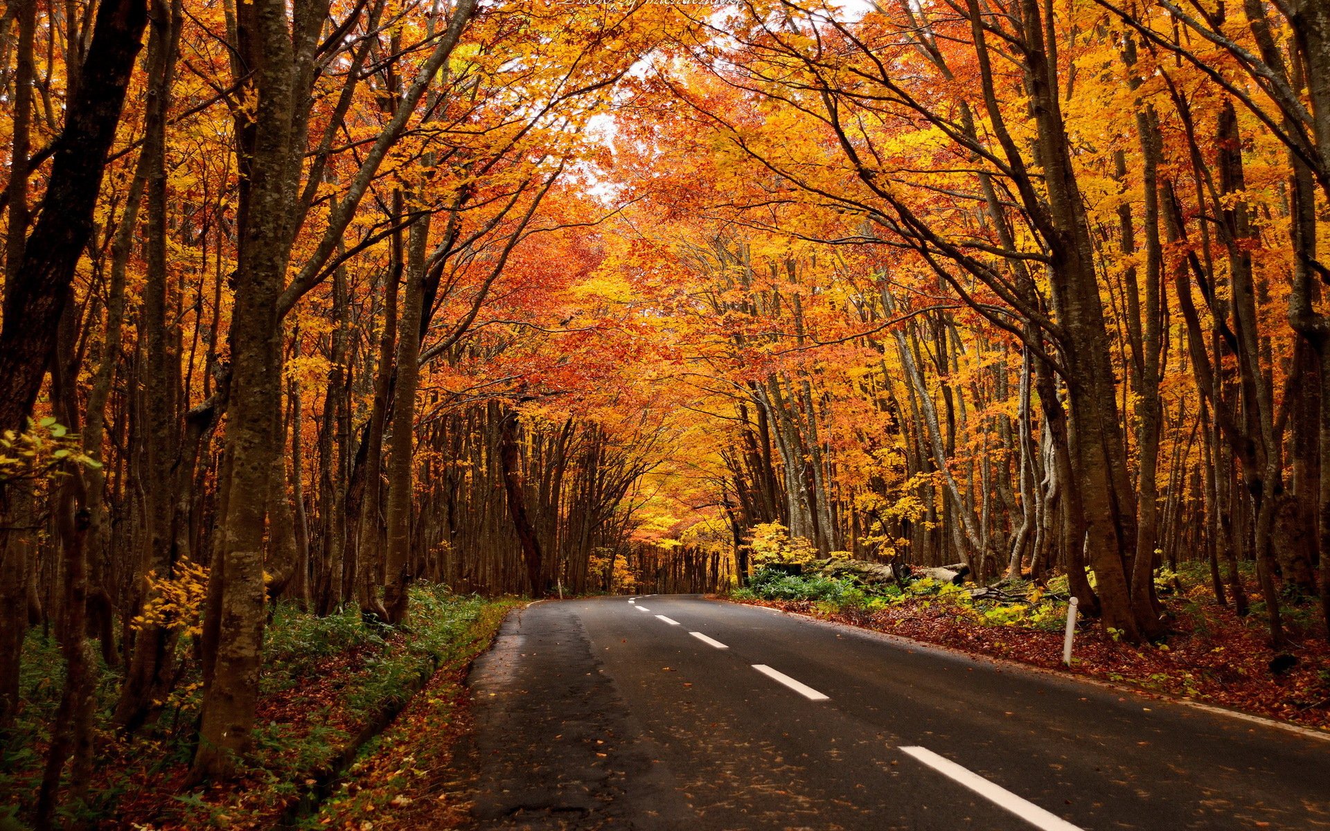 strada foresta paesaggio