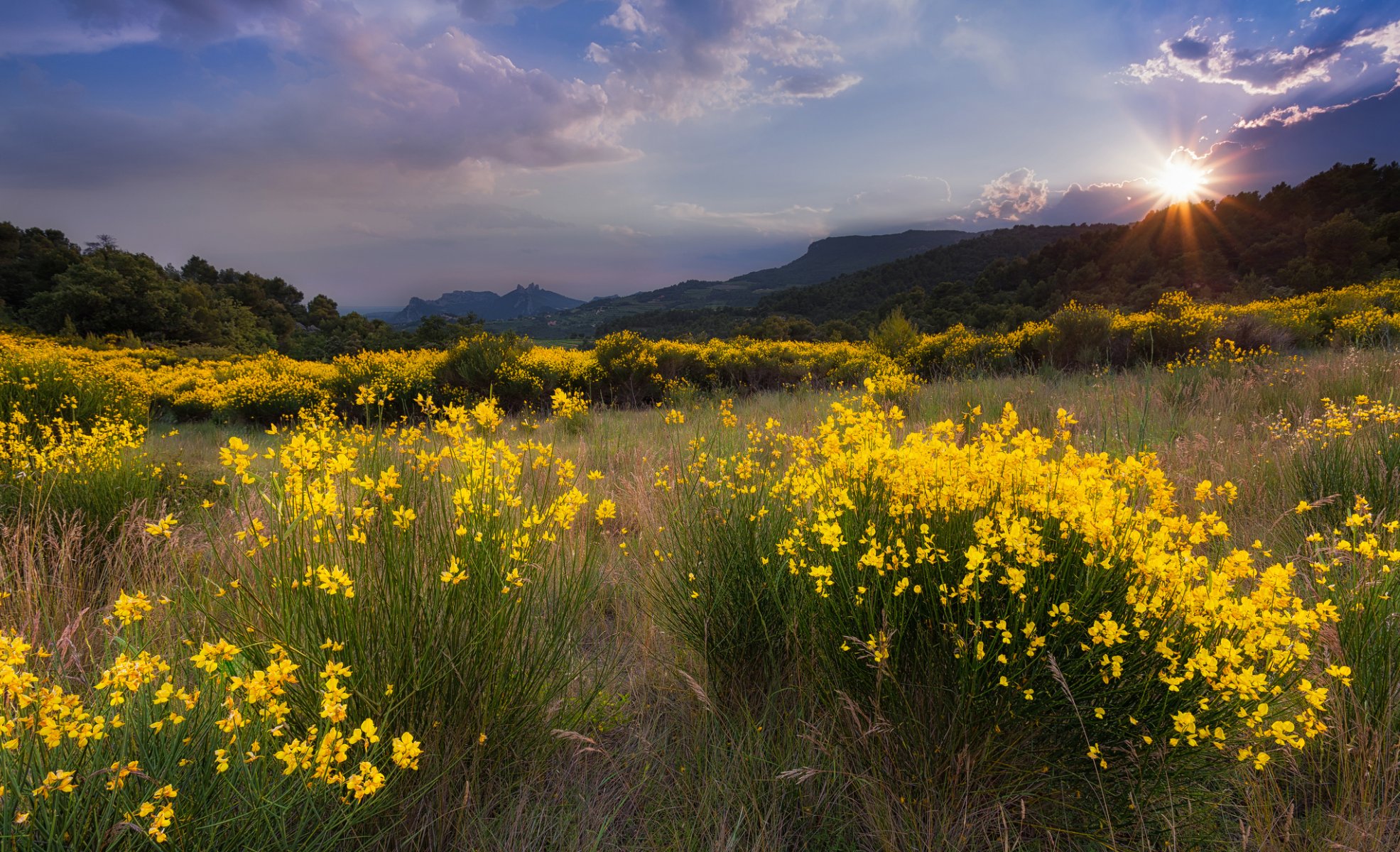 paysage nature clairière fleurs jaune herbe soleil coucher de soleil montagnes arbres nuages