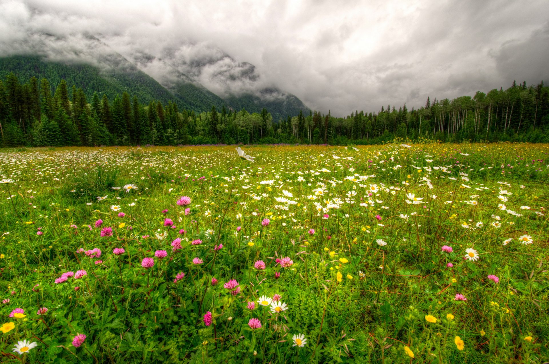 parc canada montagnes forêt paysage robson provincial herbe nuages hdr nature photo