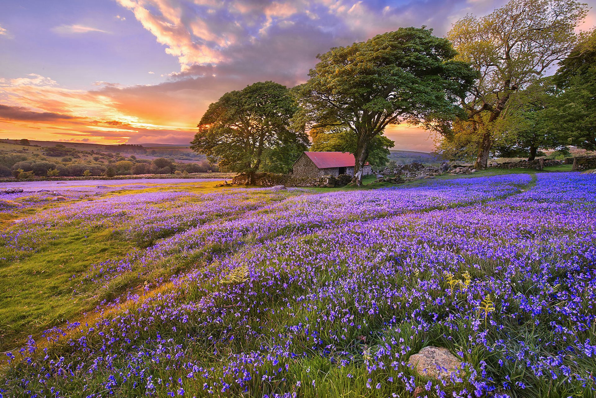 lichtung glocken blumen sommer bäume struktur fußweg sonnenuntergang wolken natur