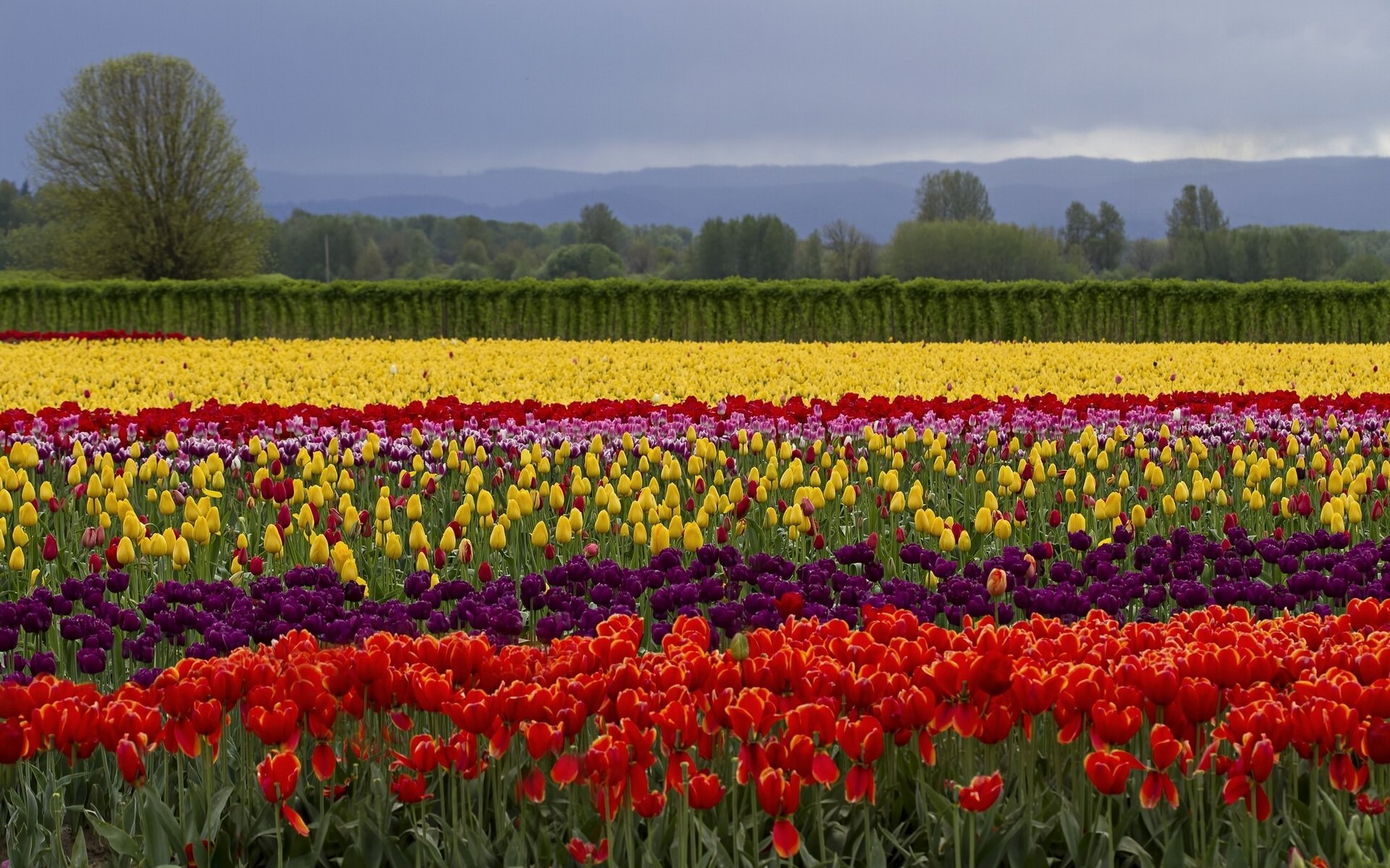 flores tulipanes campo