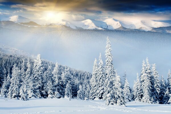 Frosty dawn over the winter snow forest