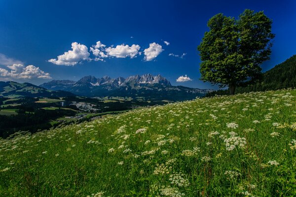 Alpes montañas Prado flores