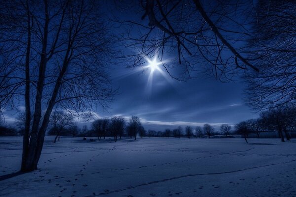 Красивая зимняя ночь , силуэт деревьев