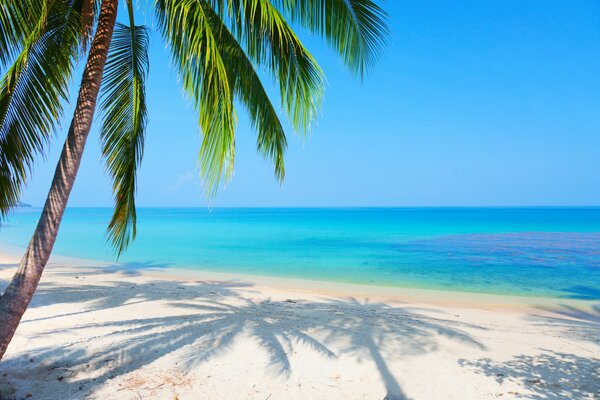 Tropikalna plaża i cień palmy na piasku