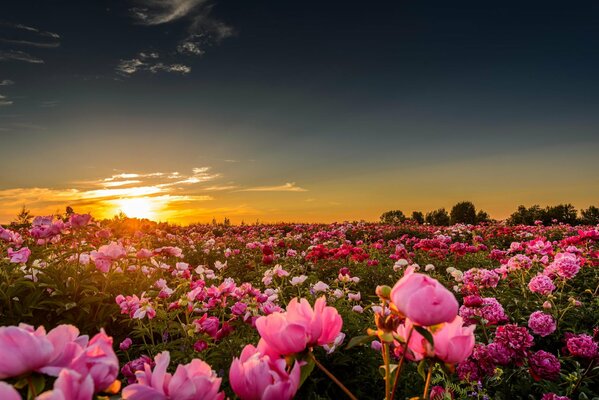 Puesta de sol en un campo con muchas flores