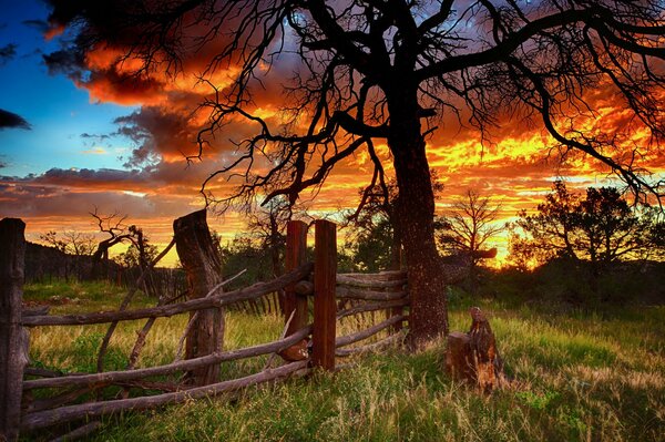 Detrás del árbol una puesta de sol ardiente