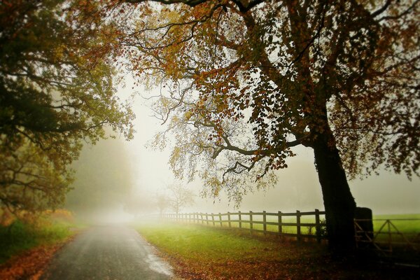 Straße mit Herbstnebel