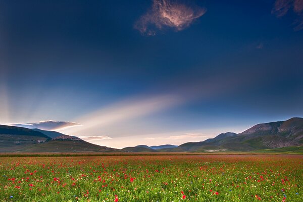 Poppy field under the Italian sky