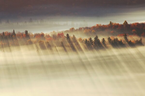 Rays of light in the sunny valley