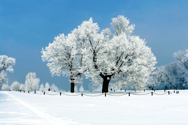 Фотография парка засыпанная снегом