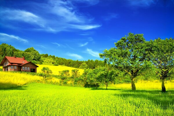 Campo verde brillante con erba. La casa si trova in un campo con alberi