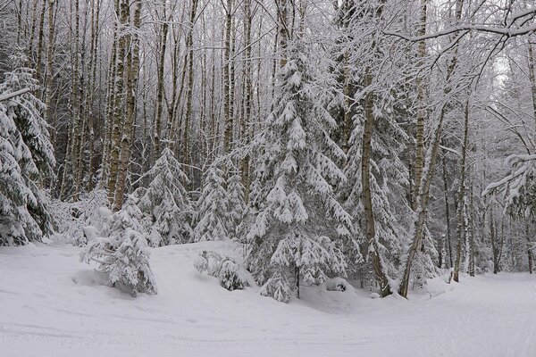 Snowy winter in the forest