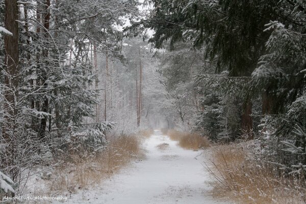 Winter forest road in the snow