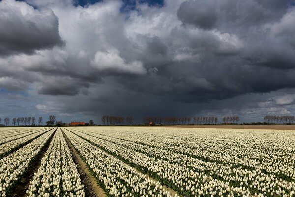 Duże pole białych tulipanów