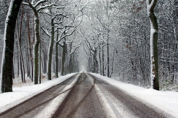 Winter road among the trees in the forest