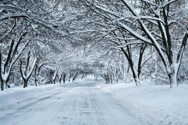 Заснеженная дорога с деревьями в снегу