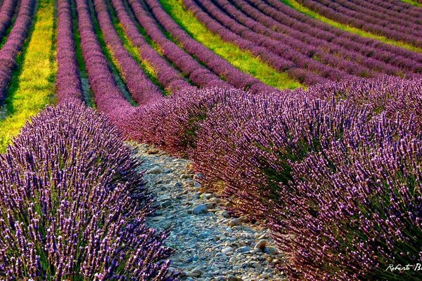 Champs de lavande en pleine floraison