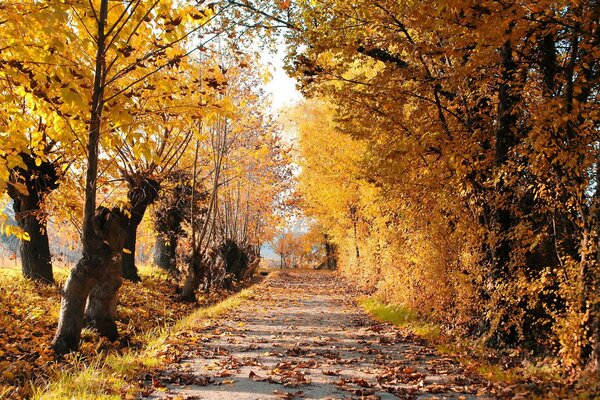 Straße zwischen Herbstbäumen