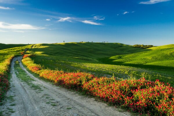 Paisaje toscano. Camino al campo