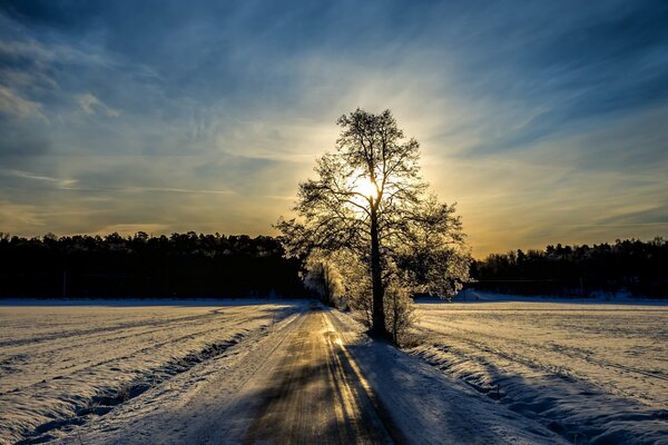 Matin glacial. Arbre sur la route dans le champ de neige