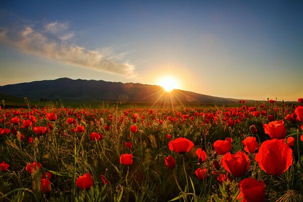 Puesta de sol en un campo de amapola. Montañas en el horizonte