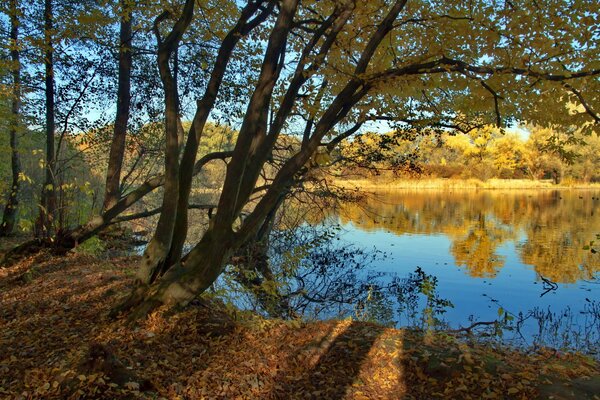 Albero sulla riva del fiume all inizio dell autunno